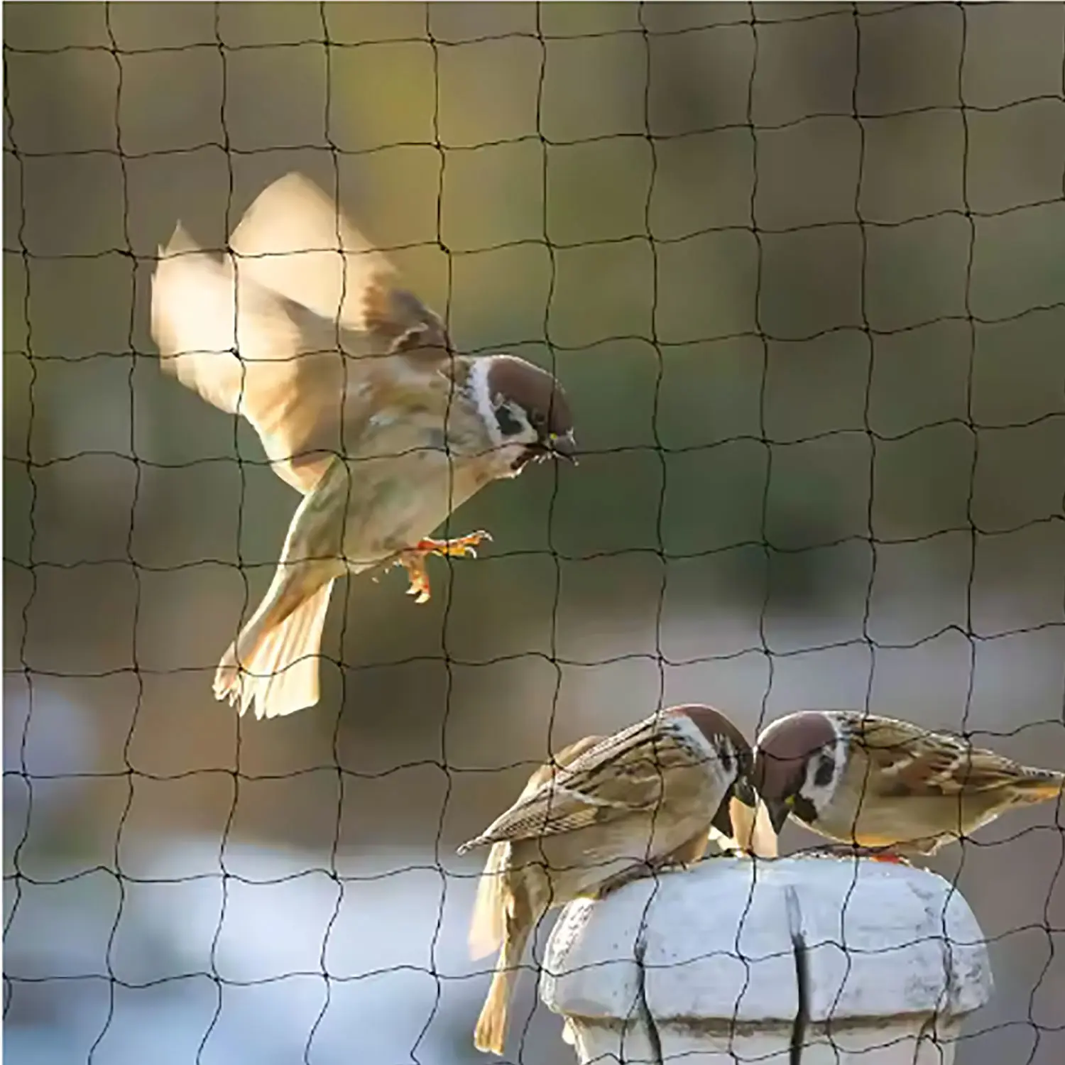 cat-netting-1