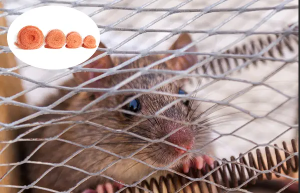 New product release: Professional high quality anti-rodent, snail copper wire mesh