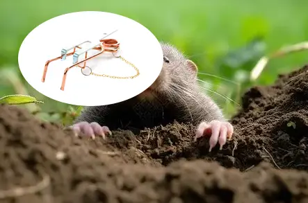A Brand New, Eco-Friendly Mole Control Solution: The Ultimate Mole Trap