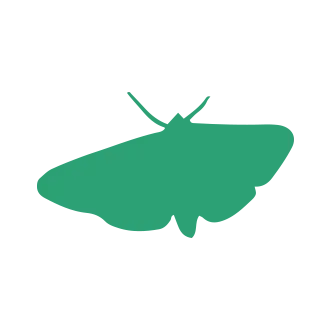 Moth Pest Control