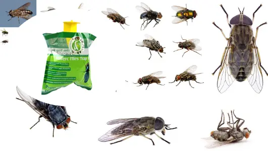 Innovative fly trap bag revolutionizes pest control