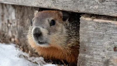 Unlocking the Advantages of the Best Groundhog Traps for Effective Wildlife Control