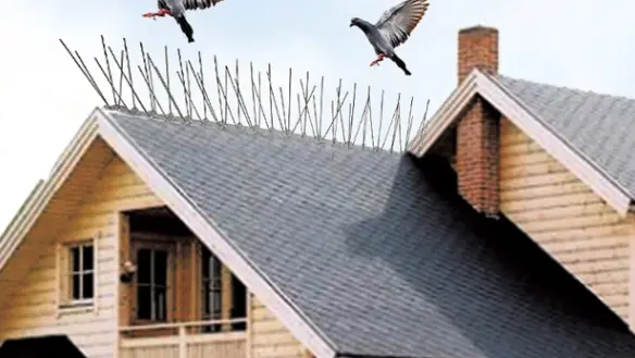 Innovative Bird Control Solution: Stainless Steel Bird Spikes