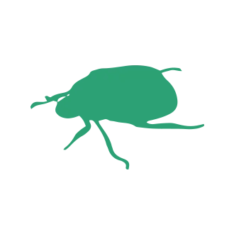 Bed Bug & Flea Pest Control