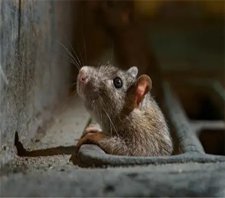 Knowledge of Rodent Control: How to Do Household Rodent Control?