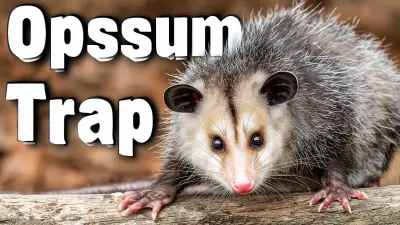 Unlocking the Secrets of the Best Opossum Trap Essential Specifications and Expert Guide to Successful Use