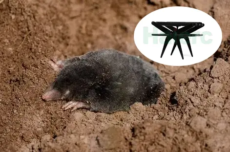 Introducing Mole Traps: The Ultimate Solution for Gopher Control