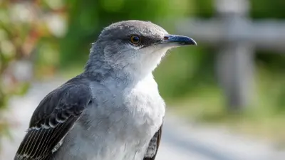 How to Effectively Use Bird Scare Tape for Maximum Protection