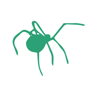 Spider Pest Control