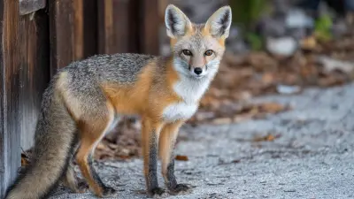 Innovative Solutions for Effective Wildlife Pest Control Strategies