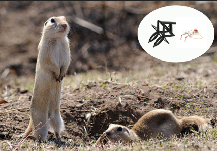 Managing Moles And Gophers In Your Yard Effective Solutions For Gardeners