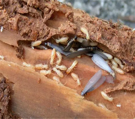 Knowledge of Pest Control: Termite Baits and Traps