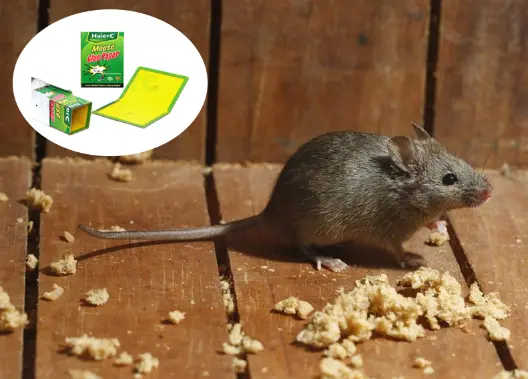 Innovative Mouse Control: The Rise of Sticky Mouse Traps