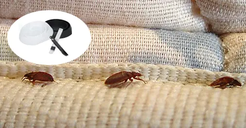 New Bed Bug Interceptor Revolutionizes Pest Detection