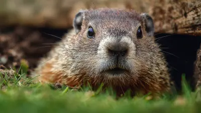 Effective Groundhogs Trap Techniques: Your Ultimate Guide to Humane Pest Control