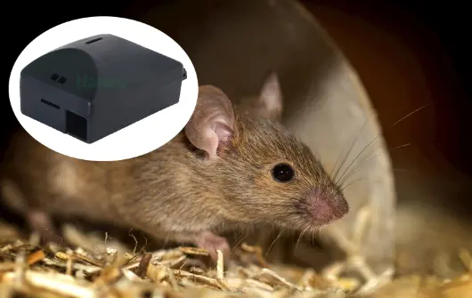 A Brand New Rat Control Solution: Rat Bait Station