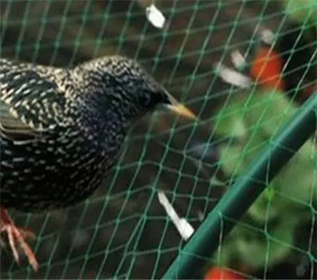 Knowledge of Bird Control: How to Keep Birds Out?