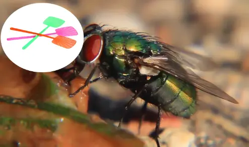 New eco-friendly pest control tool: Haierc custom portable fly swatter