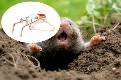 Innovative humane trap revolutionizes garden pest control