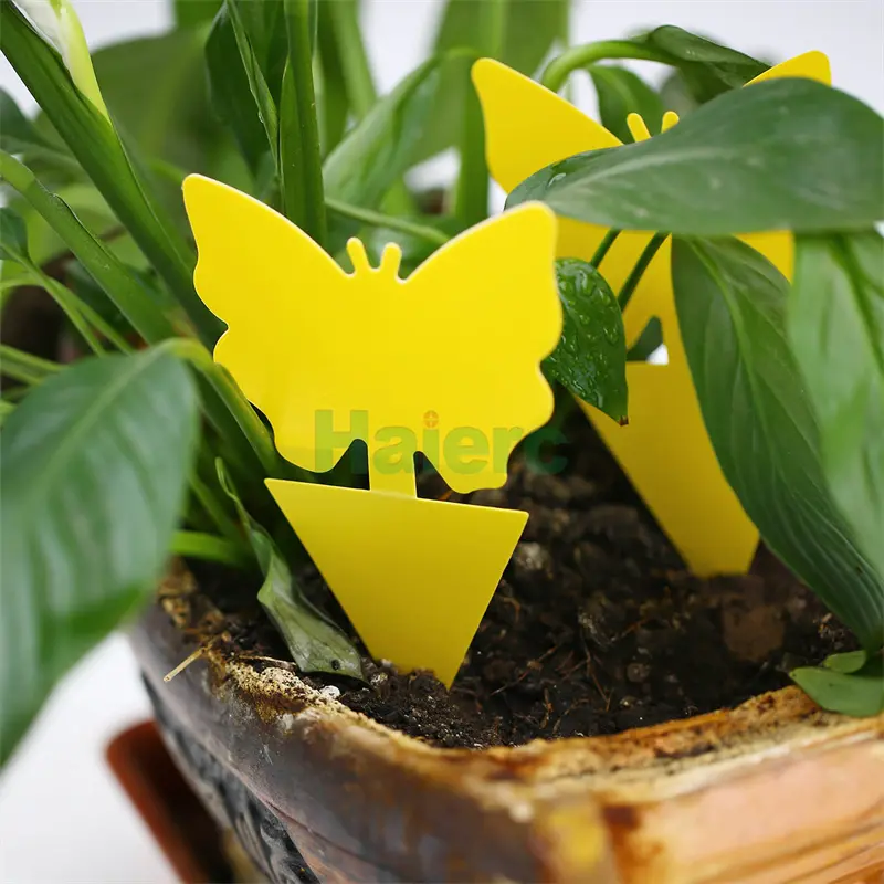 insect sticky trap (5)_副本