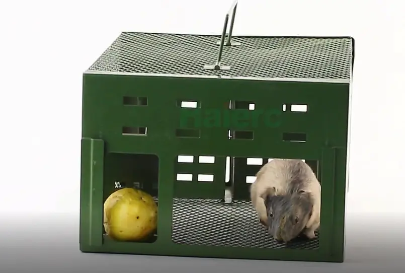 Innovative mouse cage trap revolutionizes rodent control in public spaces