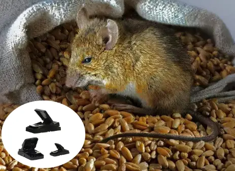 You Might Have Mice Without Knowing It Heres How To Outsmart Them