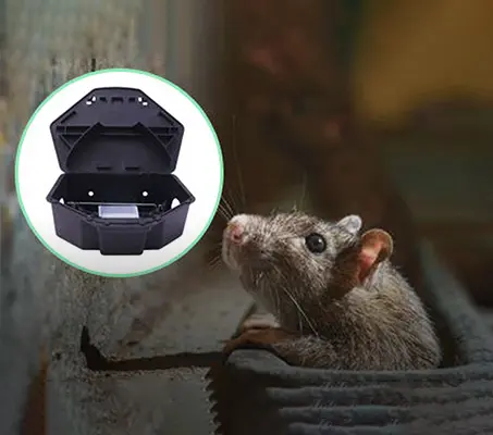 Knowledge of Rats Control: How to Get Rid of Mice?