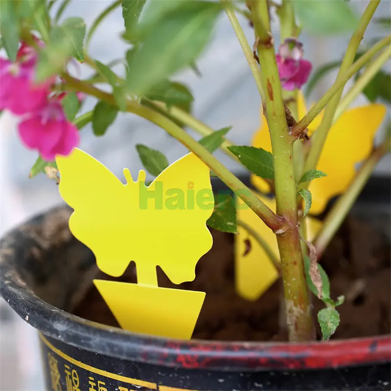 insect sticky trap (6)_副本