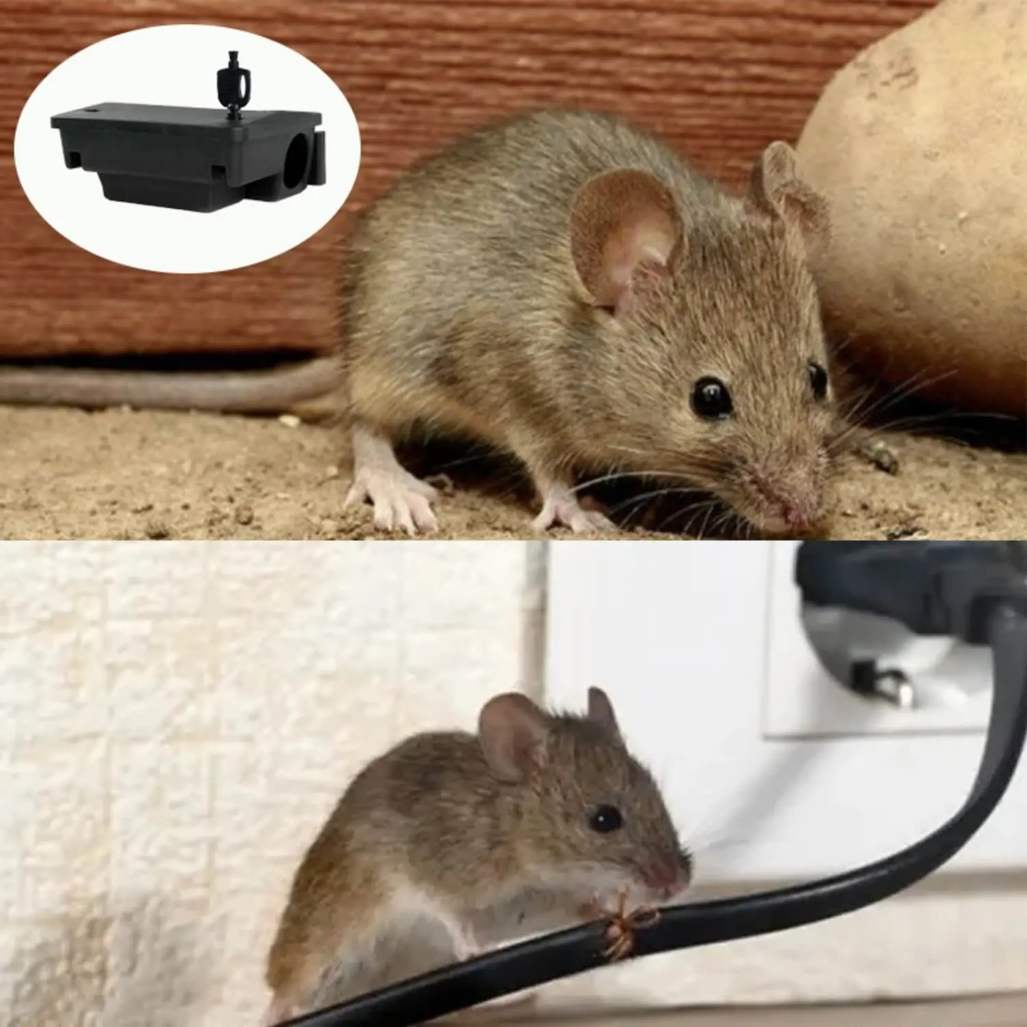 Best Rodent Bait Stations: Effective Ways to Deal with Rodent Pests