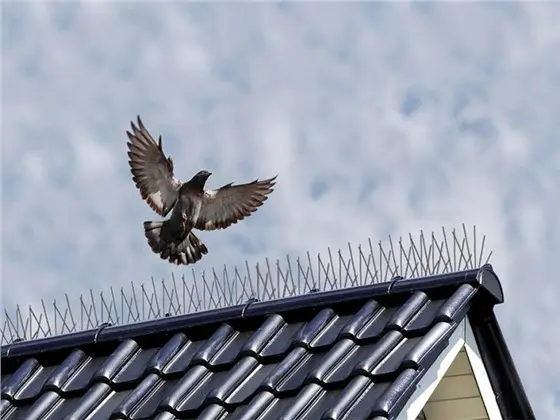 Innovative Bird Control Solutions: The Rise of the Bird Spikes