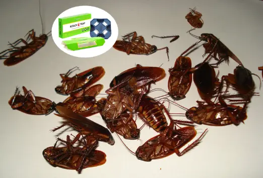 Innovative Cockroach Glue Trap Revolutionizes Pest Control
