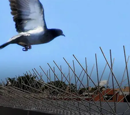 Knowledge of Bird Control: How to Get Rid of Annoying Birds?