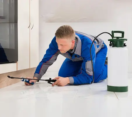 Knowledge of Pest Control: How to Kill Insect?