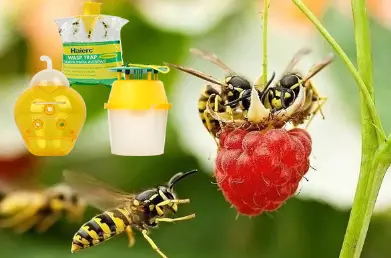 Innovative wasp trap offers dual solution for pest control
