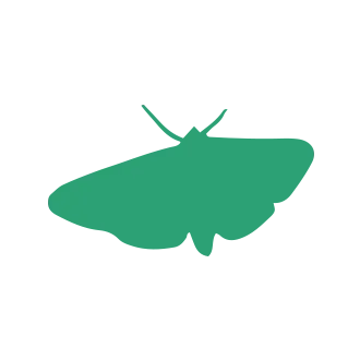 Moth Pest Control1